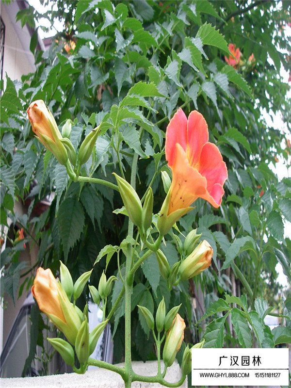 天竺葵叶片扦插:繁殖新植株的简易指南